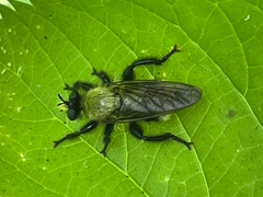Laphria divisor