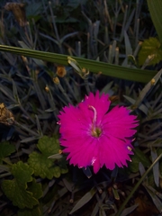 Dianthus gratianopolitanus