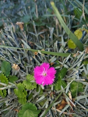 Dianthus gratianopolitanus