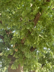 Quercus