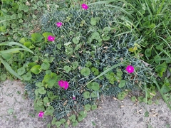 Dianthus gratianopolitanus