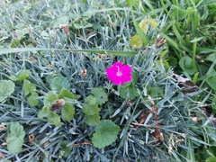 Dianthus gratianopolitanus