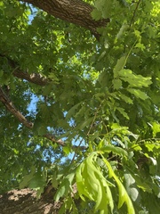 Quercus