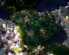Pyura chilensis