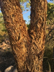 Eucalyptus phoenicea