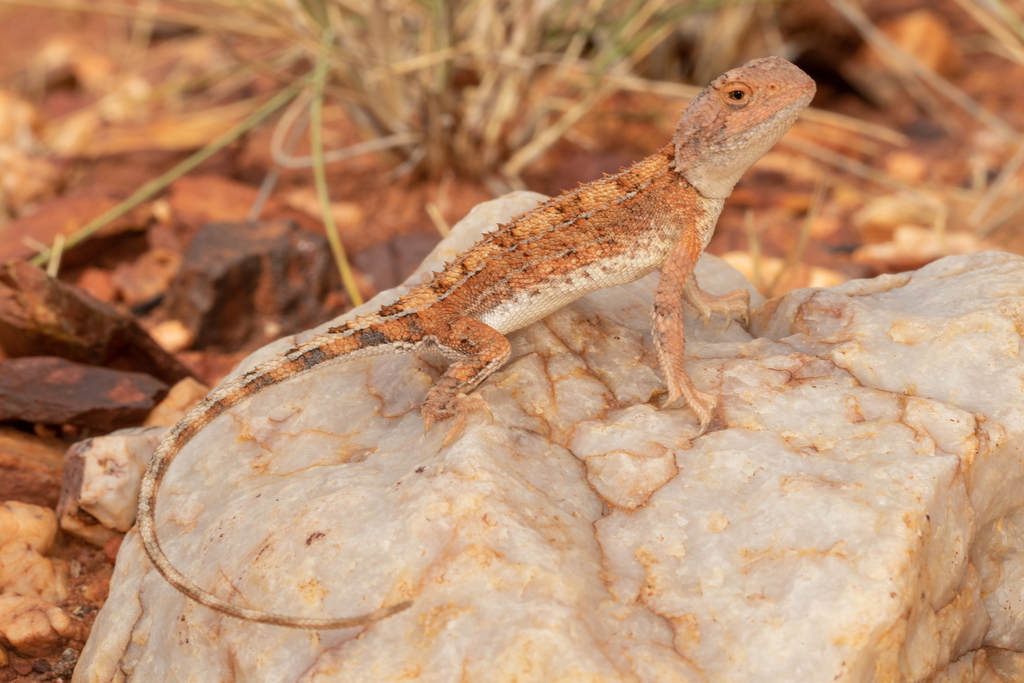 Tennant Creek Earless Dragon