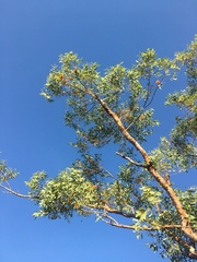 Eucalyptus phoenicea