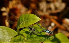Zoniagrion exclamationis