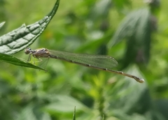Enallagma vesperum