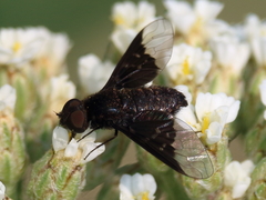 Hemipenthes morioides