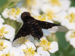 Hemipenthes morioides