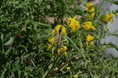 Solanum chilense