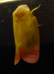 Eoscarta liternoides