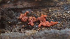 Willkommlangea reticulata