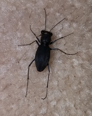 Dromochorus welderensis