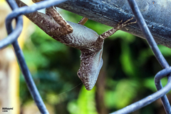 Anolis cristatellus cristatellus