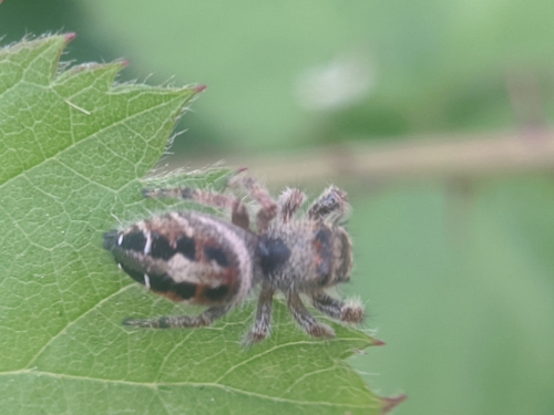 photo of (Phidippus)