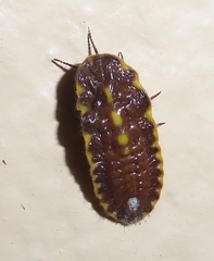 Margarodidae