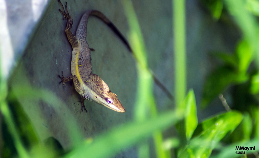 Puerto Rican Anole
