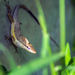 Puerto Rican Anole - Photo (c) mmaymi, some rights reserved (CC BY-NC), uploaded by mmaymi