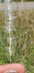 Bothriochloa torreyana