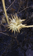 Datura quercifolia