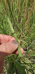 Bothriochloa torreyana