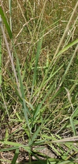 Bothriochloa torreyana