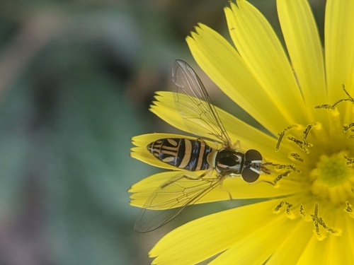 photo of Oblique Streaktail (Allograpta obliqua)