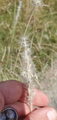 Bothriochloa torreyana
