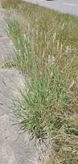 Bothriochloa torreyana