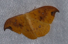 Tridrepana fulvata
