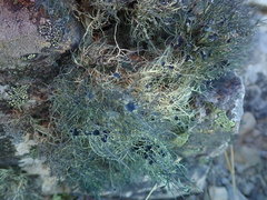 Usnea ciliata