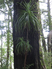 Dracophyllum elegantissimum