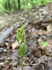 Botrychium matricariifolium