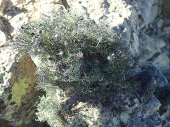 Usnea ciliata