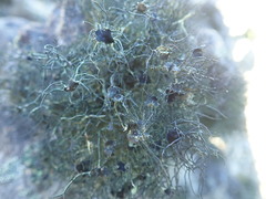 Usnea ciliata