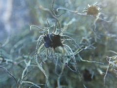 Usnea ciliata