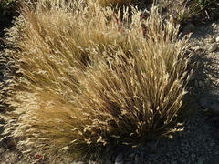 Rytidosperma setifolium