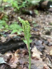 Botrychium matricariifolium