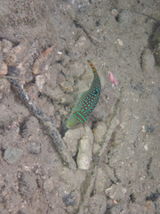 Canthigaster solandri