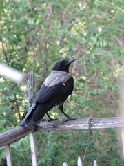 Corvus cornix