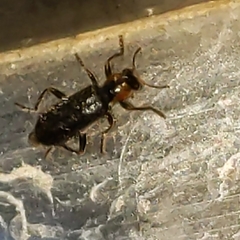 Placopterus thoracicus