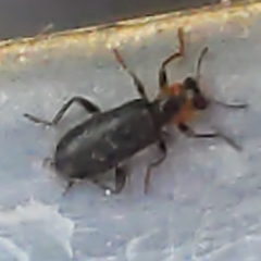 Placopterus thoracicus