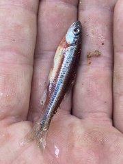 Notropis baileyi