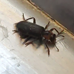 Placopterus thoracicus