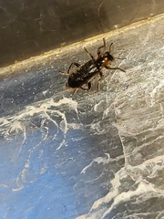 Placopterus thoracicus