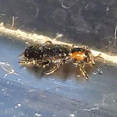 Placopterus thoracicus