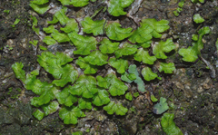 Cryptomitrium tenerum