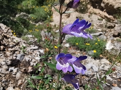 Penstemon leonensis